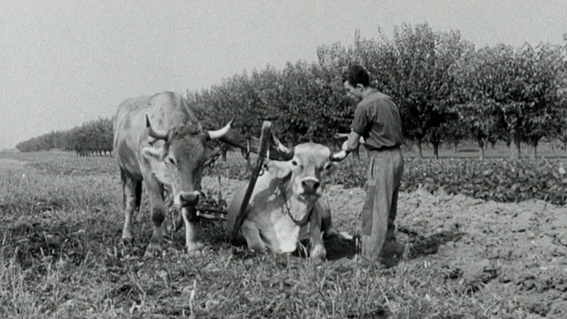 1955年蒙太奇农民对病牛进行口蹄疫评估/英国视频素材