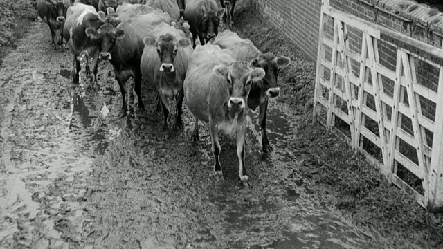 1955蒙太奇农民放牧他们的牛羊宰杀口蹄疫/英国视频素材