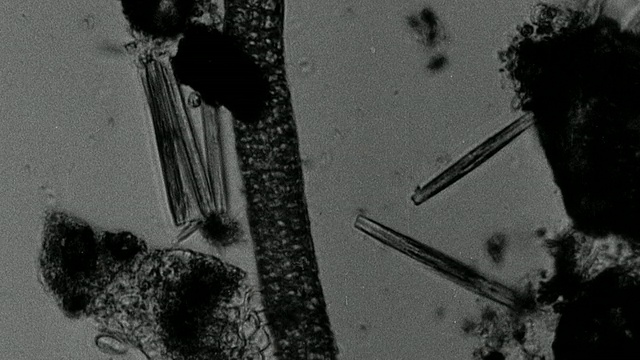 1948年蒙太奇生物学家测试水中微生物/英国伦敦视频素材