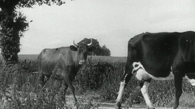 1933蒙太奇农场工人等待奶牛回家挤奶/英国视频素材