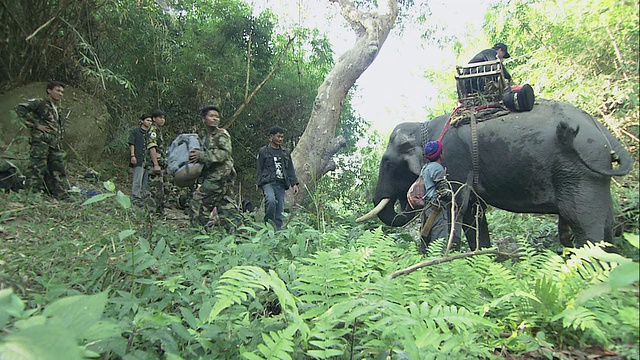 在泰国的森林里，士兵们照料一头负重的大象视频素材