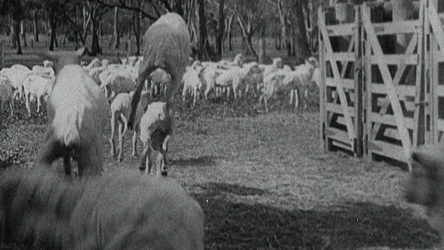 1949蒙太奇羊群被赶在田野里，剪羊毛的人在谷仓里工作，剪羊毛的羊在农场/澳大利亚跳跃视频素材