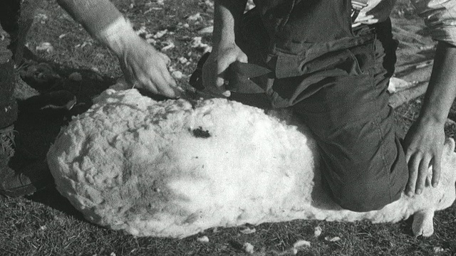 1944年蒙太奇剪毛羔羊剪下标记后蹦蹦跳跳/阿奇里斯吉尔，苏格兰，英国视频素材