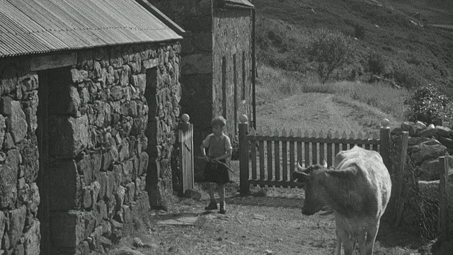 1944年，蒙太奇·克罗夫特在苏格兰高地/阿克利斯吉尔牧场放牧视频素材