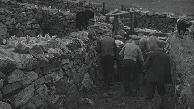 1944年，蒙太奇牧人用小屋和叫声引导羊群通过围栏门/英国苏格兰阿克里斯吉尔视频素材