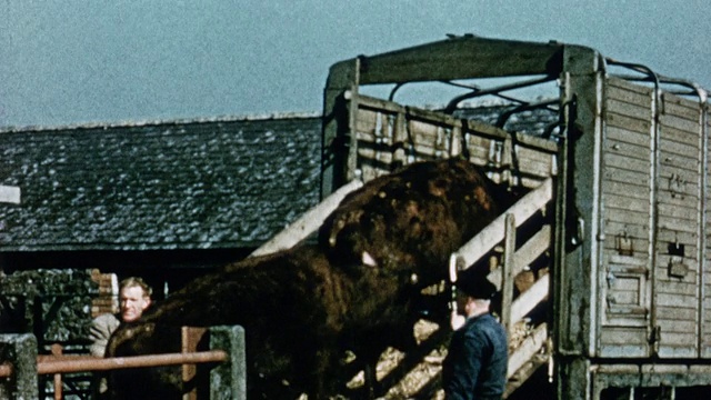 1975年蒙太奇将奶牛赶进一辆卡车送往市场/英国视频素材