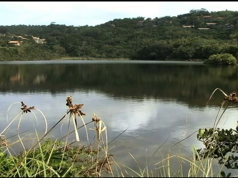 树木、湖泊、海浪和野生动物的自然栖息地/视频下载