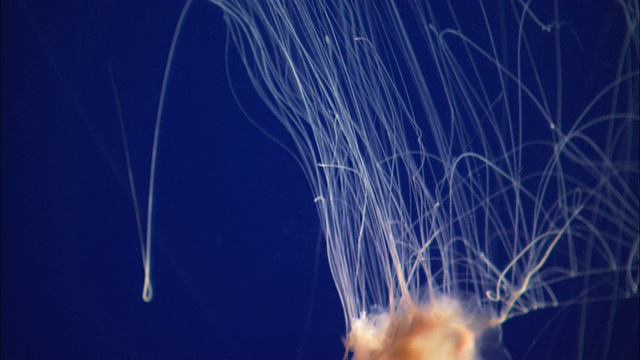 在美国加利福尼亚州蒙特雷湾水族馆/莫斯兰丁的鱼缸中游动的水母视频素材