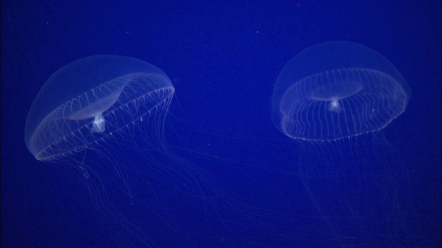 两只水母在美国加州蒙特雷湾水族馆的一个鱼缸里游泳视频素材