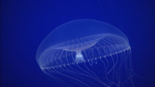 水母在美国加州蒙特雷湾水族馆的水池中游泳视频下载