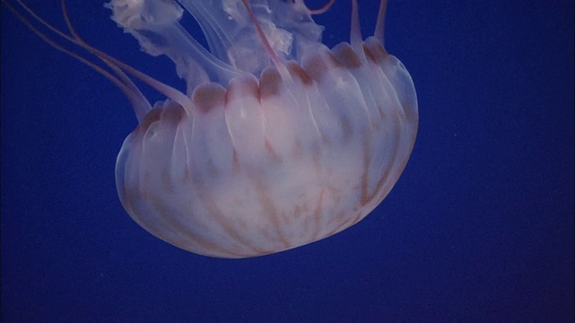 在美国加利福尼亚州的蒙特雷湾水族馆，几乎透明的水母在一个鱼缸里游泳视频素材