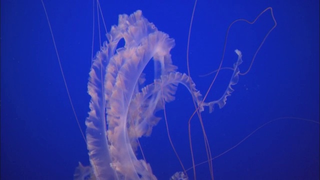 水母在美国加州蒙特雷湾水族馆的鱼缸里游泳视频素材