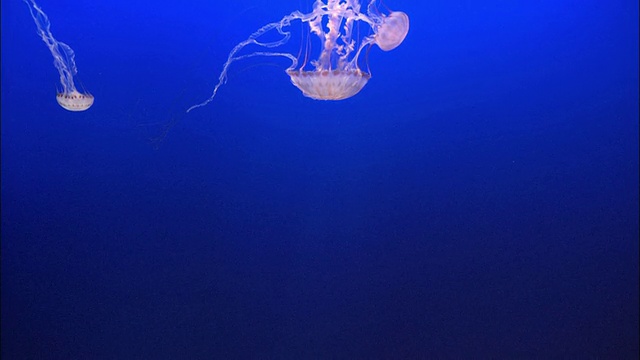 三只水母在美国加州蒙特雷湾水族馆的一个鱼缸里游泳视频素材