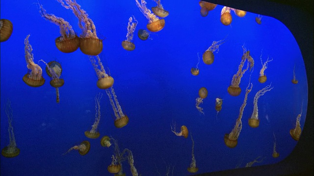 在美国加利福尼亚州的蒙特雷湾水族馆里，一组在鱼缸里游泳的水母视频素材