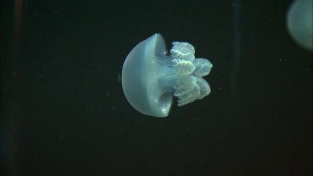 美国加州，莫斯兰丁，蒙特雷湾水族馆，小水母在鱼缸里游泳视频素材