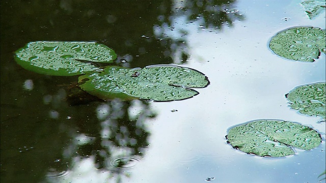 R/F雨中漂浮的睡莲花瓣/马达加斯加视频下载