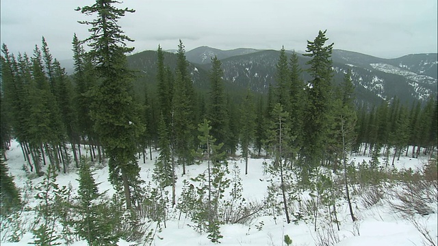 一个被雪覆盖的山腰松林/美国视频素材