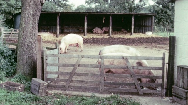 1967年，蒙太奇农场的猪在围栏里散步和喂食/英国视频素材