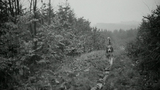 人们步行或骑马驱赶猎犬走出笼子，沿着街道，穿过田野/英国视频素材