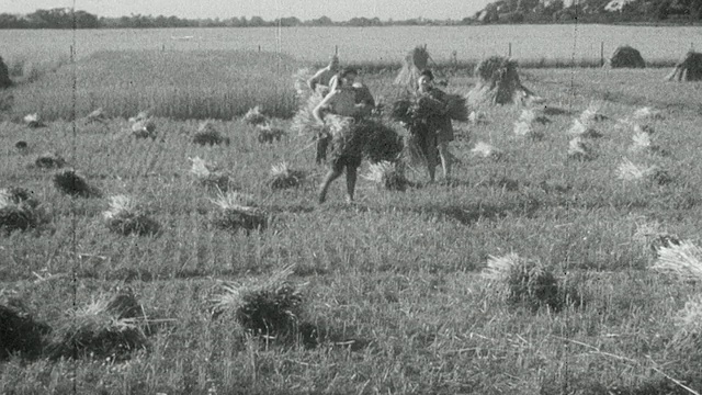 农业植物学家和燕麦育种家收集小麦和评估作物在广阔的土地/英国视频素材