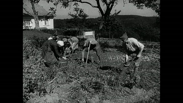 农夫和士兵在田地和葡萄园工作，锄地和收获葡萄/斯特拉斯堡，法国视频素材