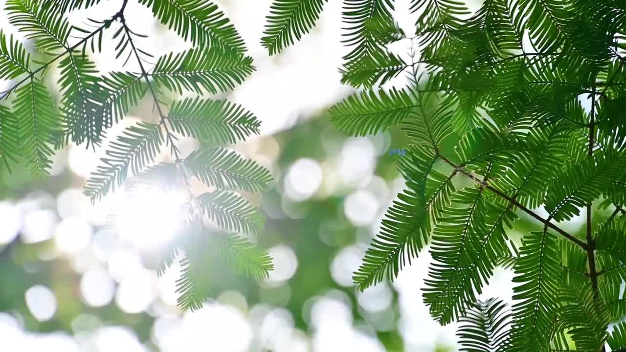 夏日阳光逆光穿过树叶照射下来夏天元素合集视频购买