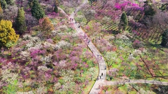 航拍南京梅花山视频素材