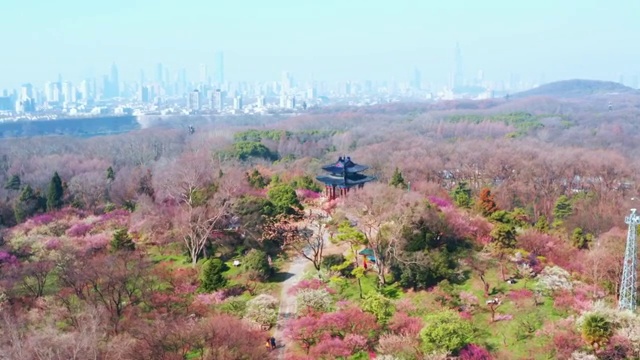 航拍春天的南京梅花山视频素材