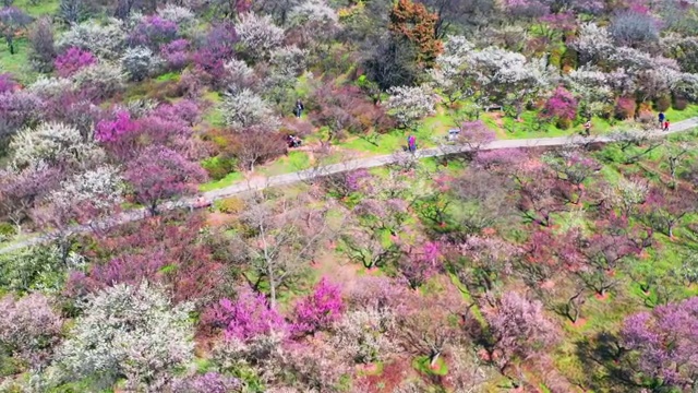 南京梅花山视频素材