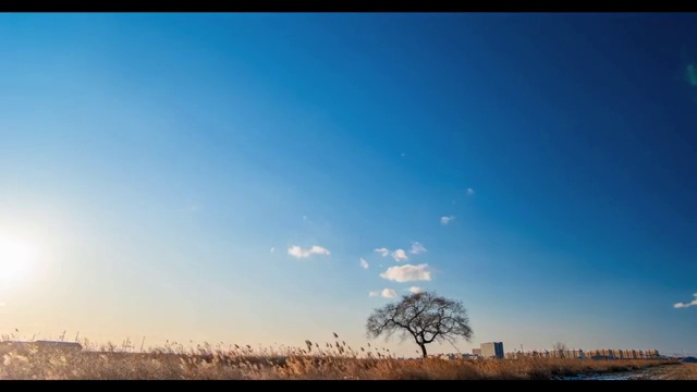 蓝天白云背景下田野中一棵孤单的大树视频素材