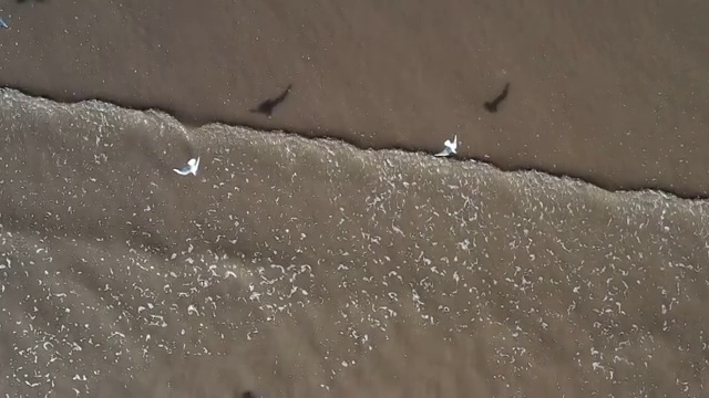 航拍海鸥飞行高清视频视频素材