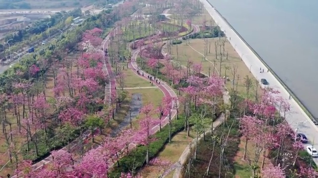 珠海横琴浪漫异木棉视频素材