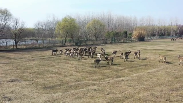 初春 姜堰溱湖湿地鹿回头 溱潼古镇 泰州视频素材