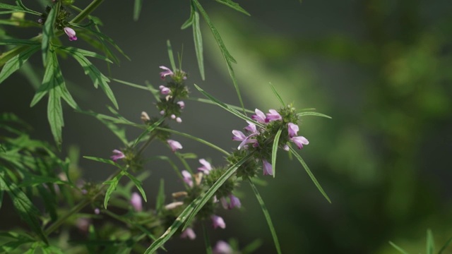 蝴蝶视频素材