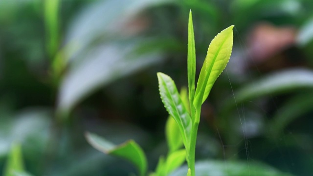 叶子视频素材