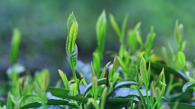 茶叶视频素材