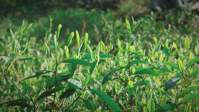 茶叶视频素材