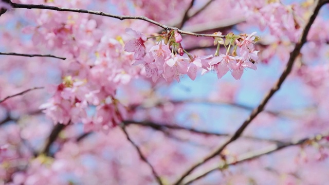 春季杭州樱花升格视频素材