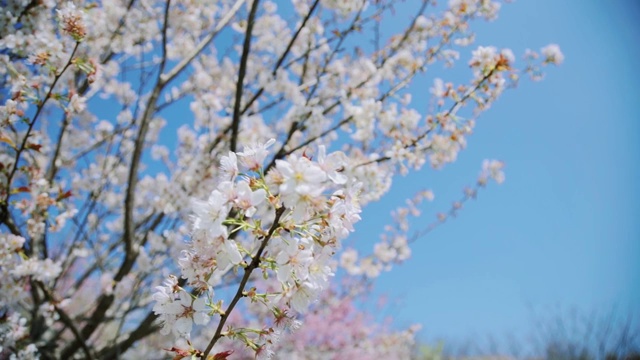 春季杭州樱花升格视频素材