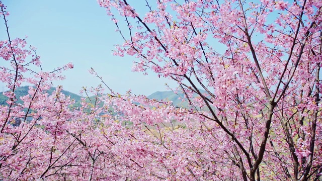 春季杭州樱花升格视频素材