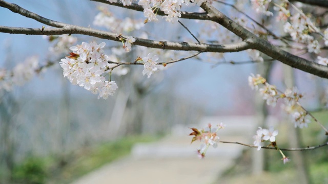 春季杭州樱花升格视频素材