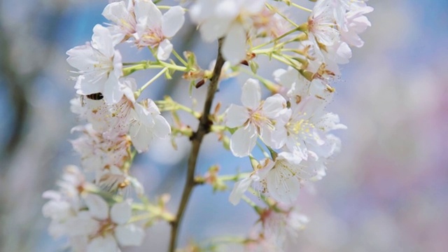 春季杭州樱花升格视频素材