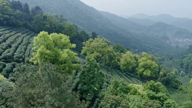 航拍西湖龙井茶山视频购买