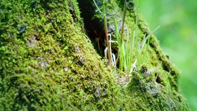 苔藓视频素材