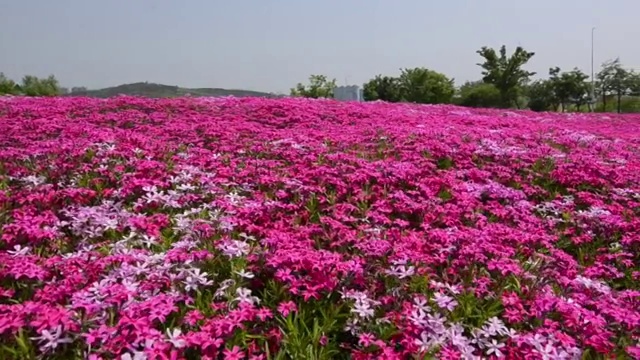 满地开花视频素材