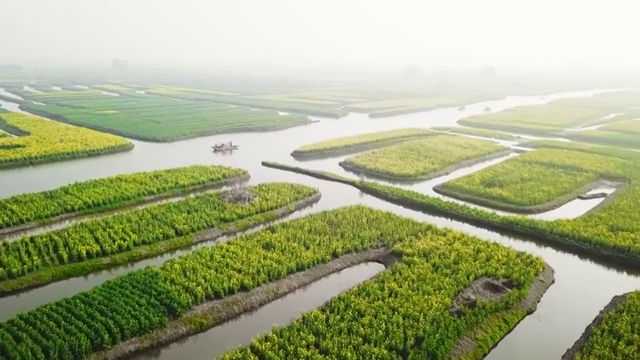 航拍视角下的江苏泰州兴化千垛油菜花4K高清视频视频素材