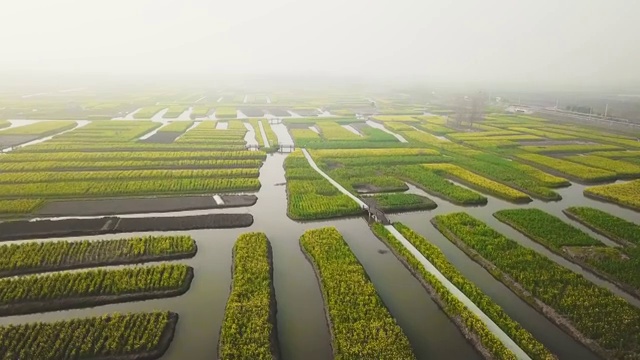 航拍视角下的江苏泰州兴化千垛油菜花4K高清视频视频素材