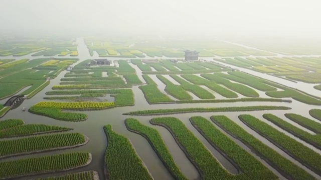 航拍视角下的江苏泰州兴化千垛油菜花4K高清视频视频素材