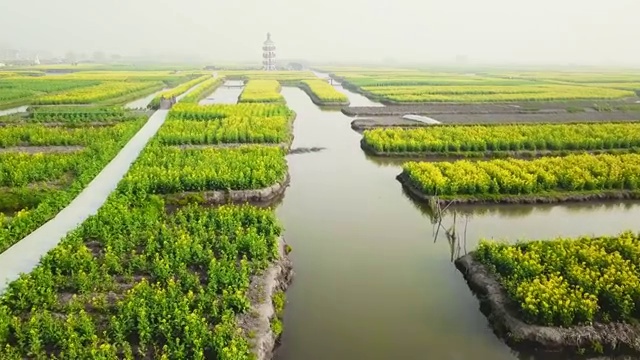 航拍视角下的江苏泰州兴化千垛油菜花4K高清视频视频素材