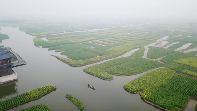 航拍视角下的江苏泰州兴化千垛油菜花4K高清视频视频素材